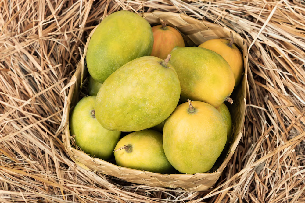 Rajapuri Mangoes