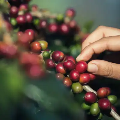 Coffee Harvesting