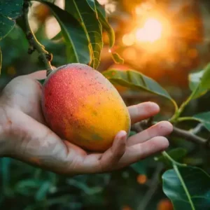 GlobalShipify mango orchards in India