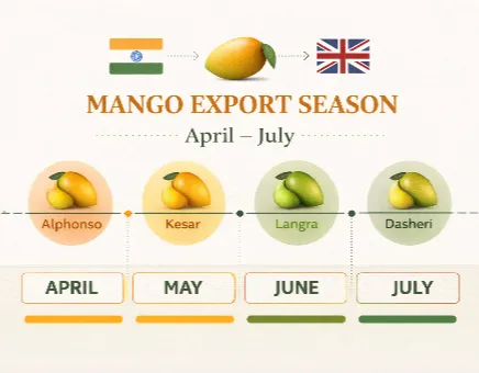 Clean calendar-style graphic showing April to July mango export season from India to the UK.